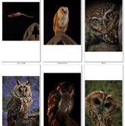British Barn Owls_Pam Pope_