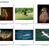 A Feathered Selection - 