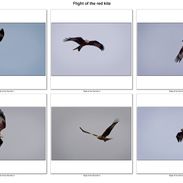 Portfolio 22-23_Flight of the Red kite_Kamal Antoun_