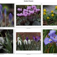 Portfolio 22-23_Garden Flowers_Michael Kitchen_