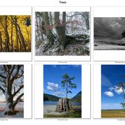 Portfolio 22-23_Trees_Carole Smith_