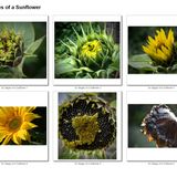 Stages of a Sunflower - Carole Smith